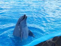 Delphin Therapie